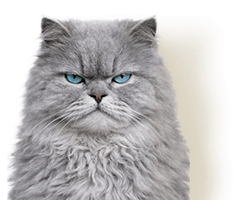 Gato del banner