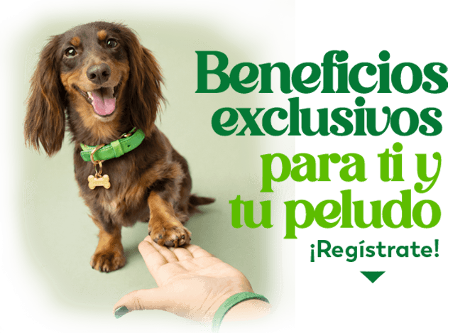 Perro principal